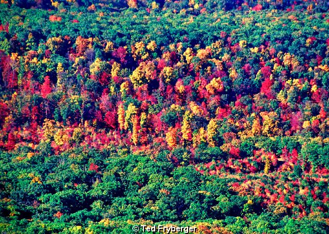 Red Orange Yellow Green Trees.jpg